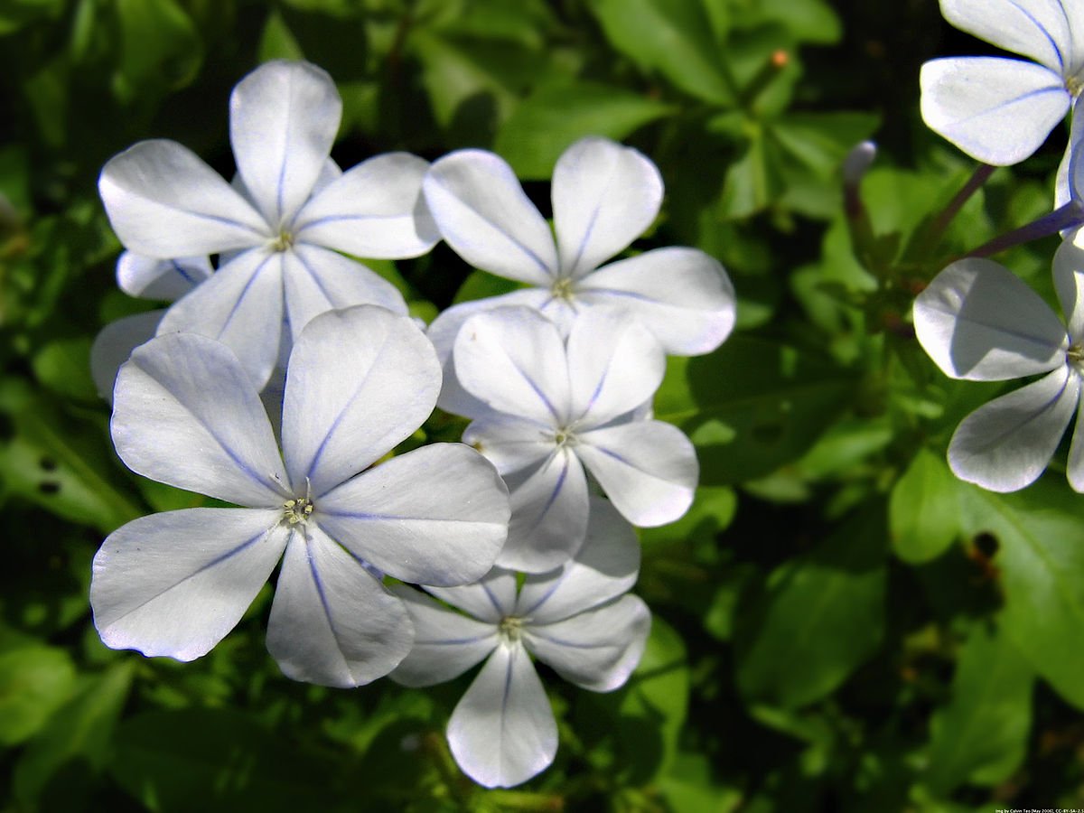 Plumbago Capensis - Blanco
