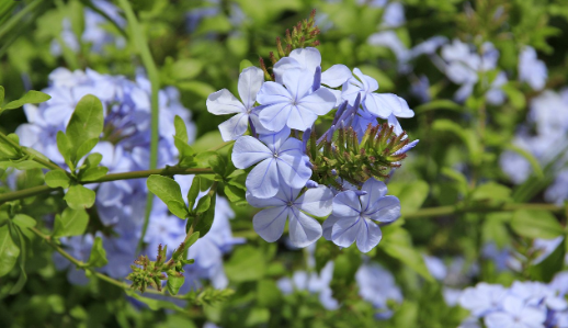 Plumbago Capensis - Celeste