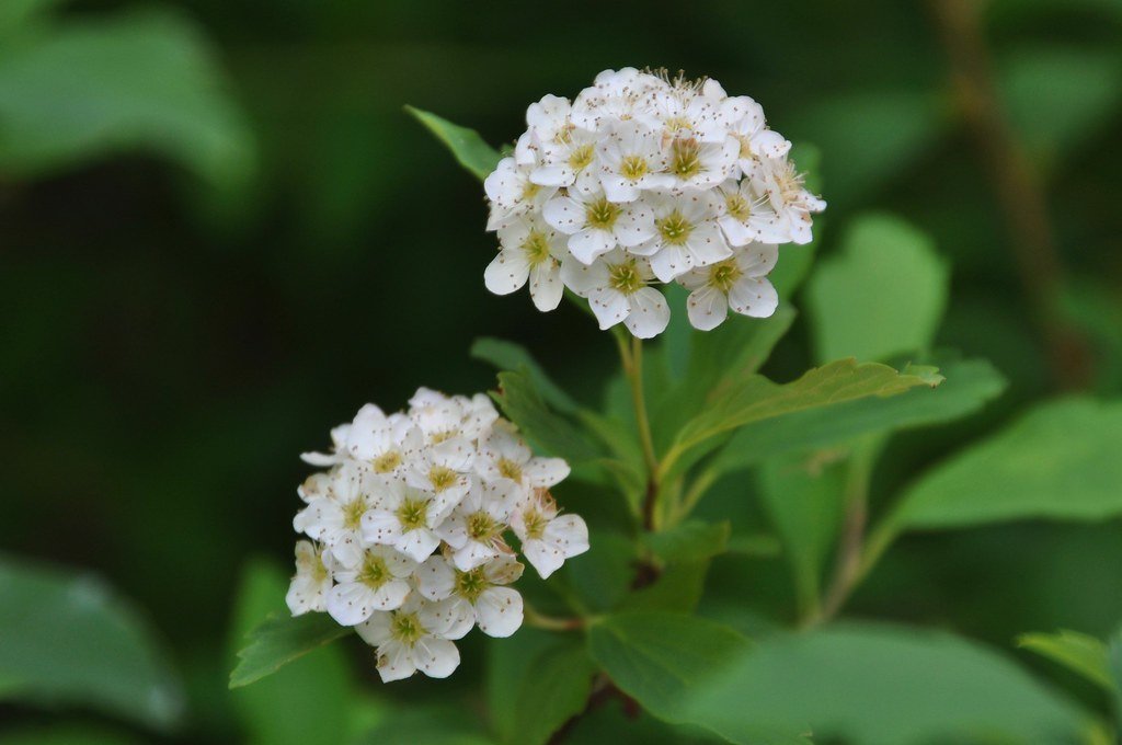 Spirea cantoniensis - Coronita de novia