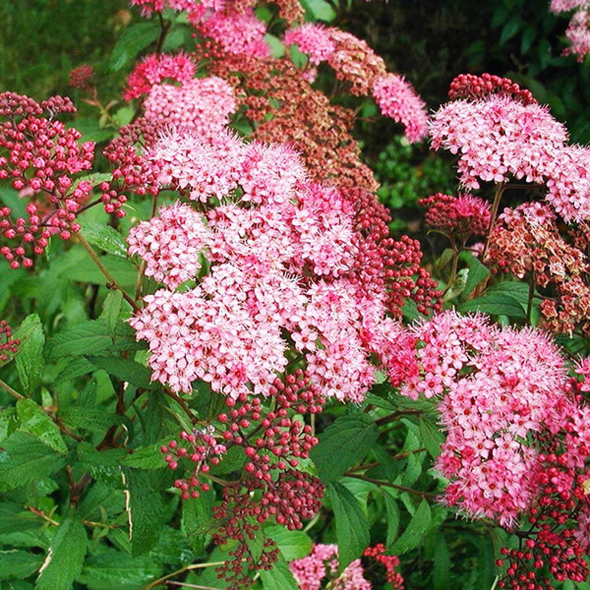 Spiraea Japonica - Coronita de novia rosada