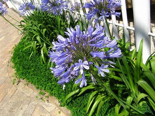 Alternative view of Agapanto - Azul