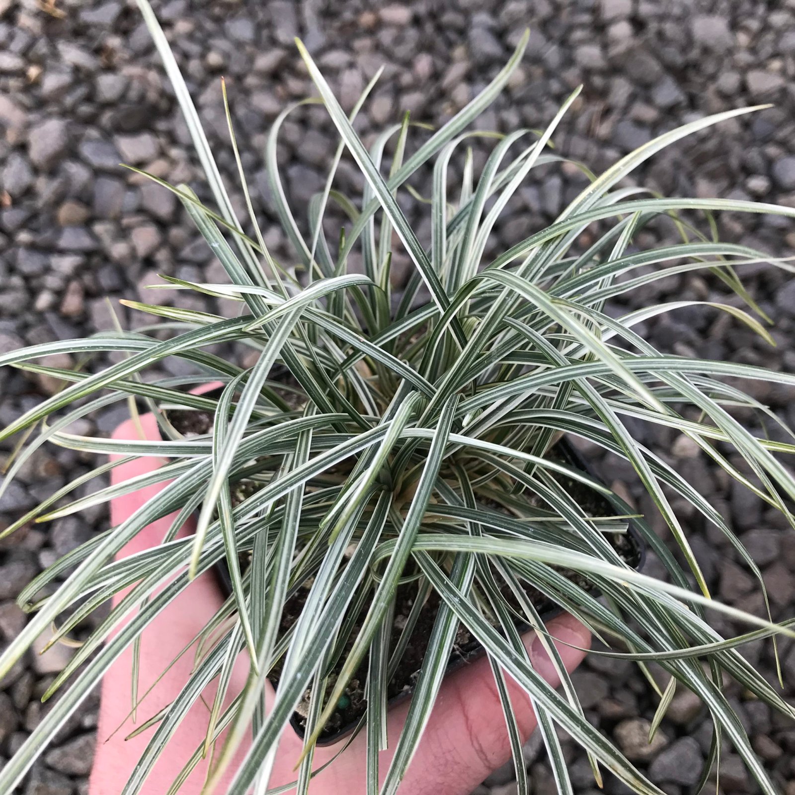 Pasto inglés variegado