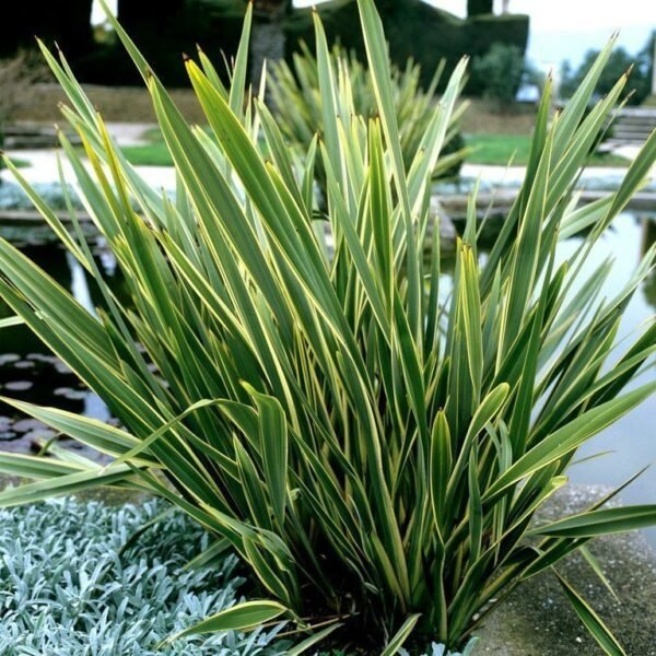 Alternative view of Formio enano variegado