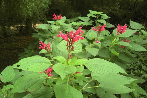 Alternative view of Salvia Greggii involucrata