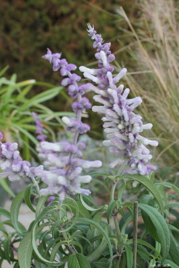 Alternative view of Salvia Greggii Involucrata