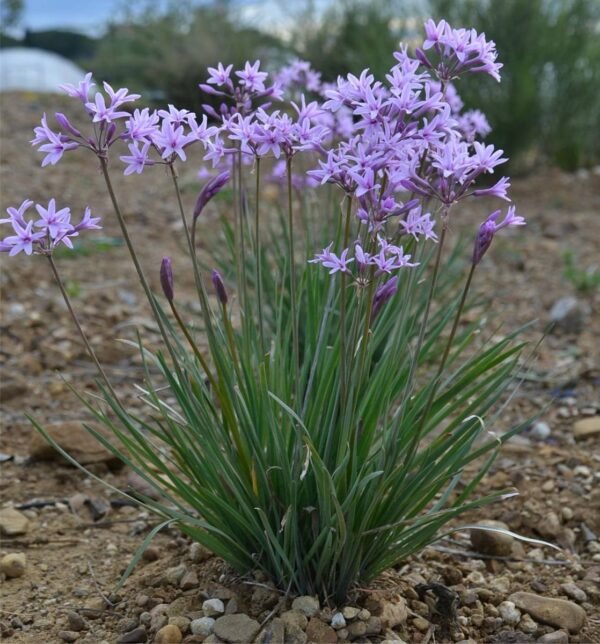 Alternative view of Tulbaghia violacea