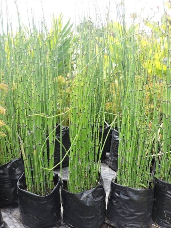 Equisetum - Cola de Caballo