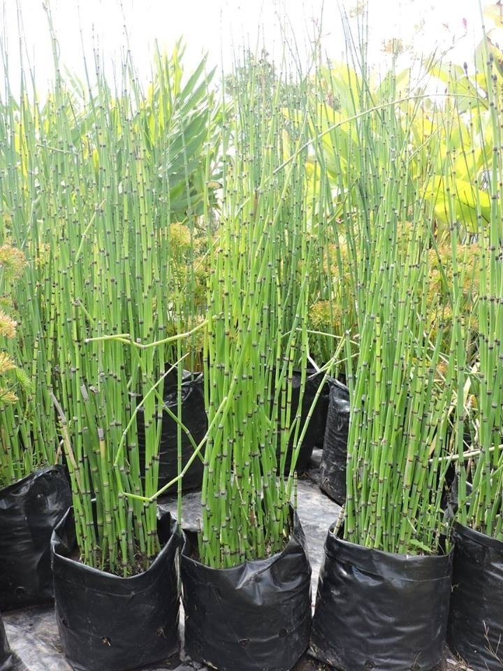 Equisetum - Cola de Caballo