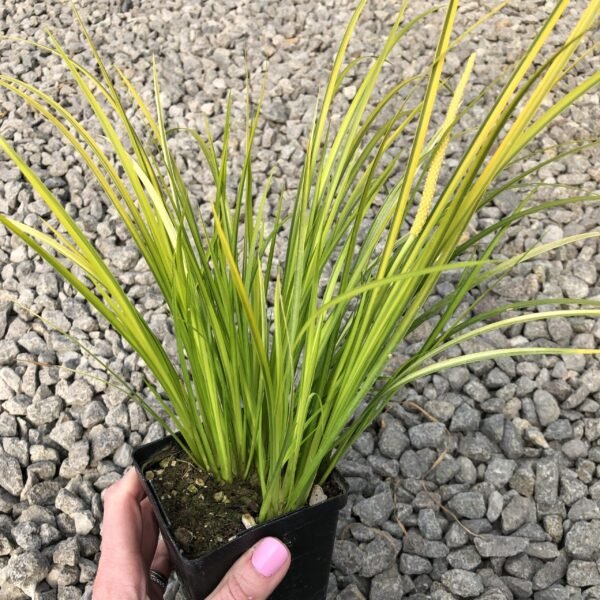 Acorus verde y amarillo