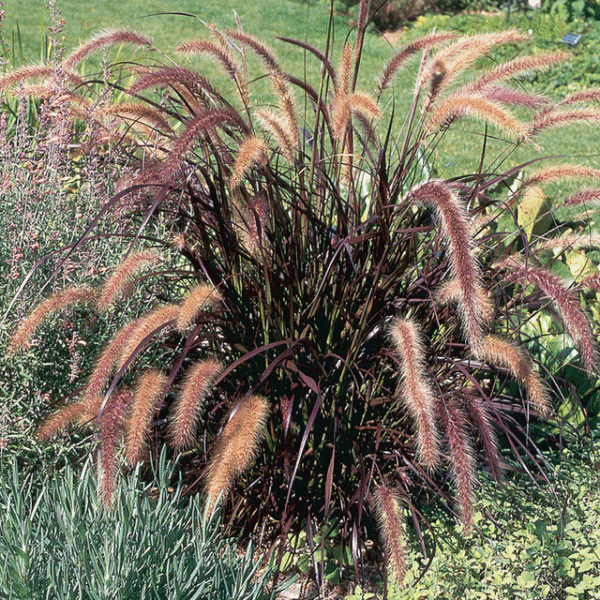 Pennisetum Rubra