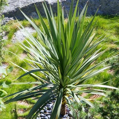 Dracena verde