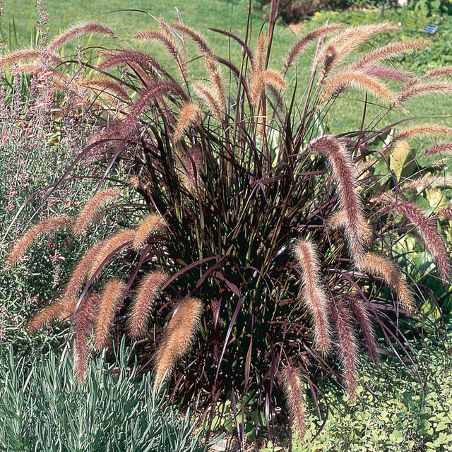 Pennisetum Rubra