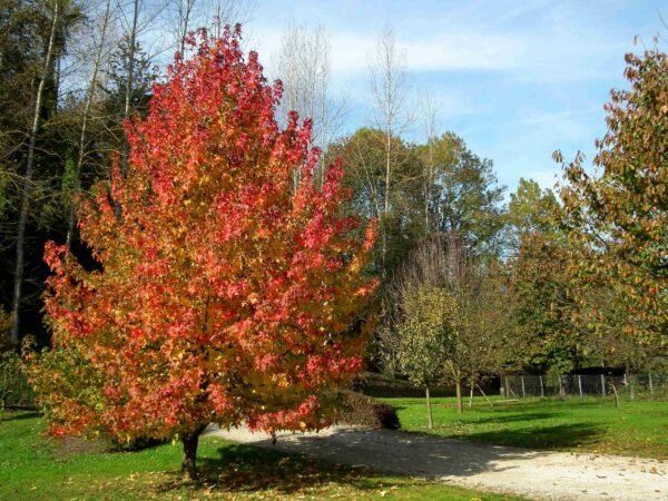 Liquidambar