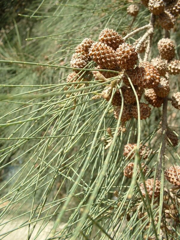 Alternative view of Casuarina