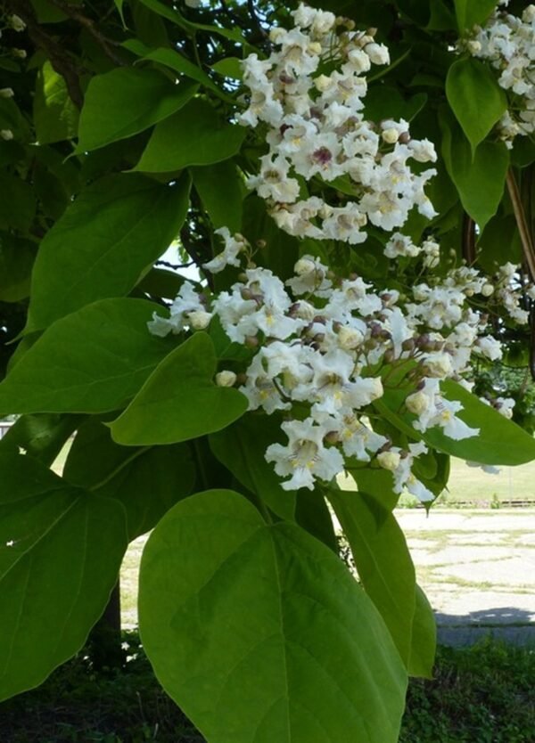 Alternative view of Catalpa