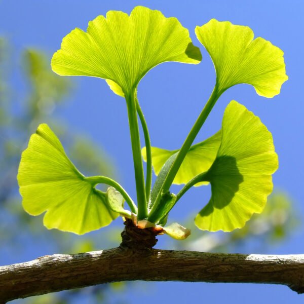 Alternative view of Ginko Biloba