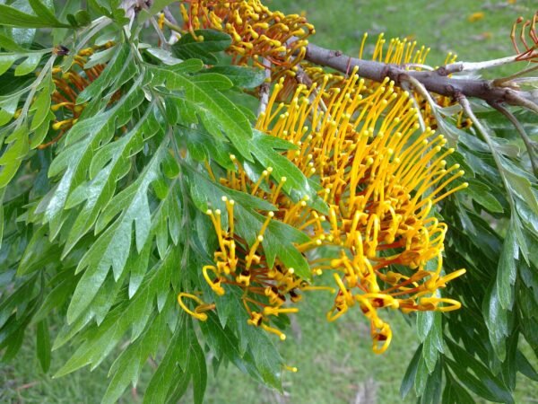 Alternative view of Grevillea