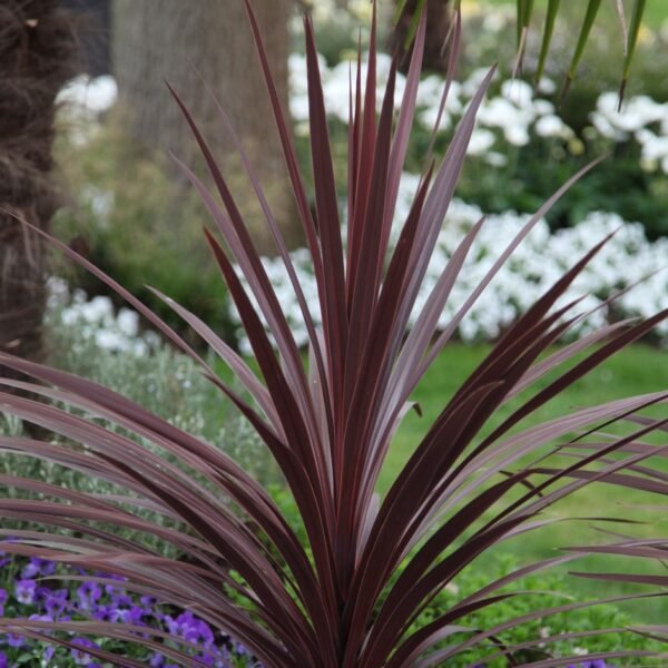 Alternative view of Dracena morada