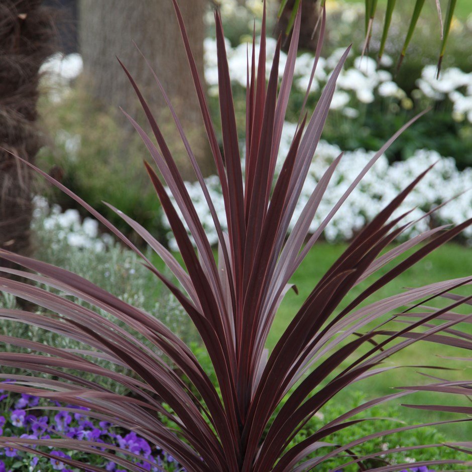 Dracena morada - Imagen 2