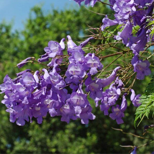 Alternative view of Jacaranda