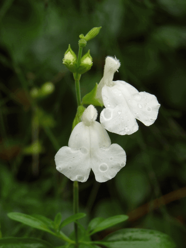 Salvia Greggi - Blanca