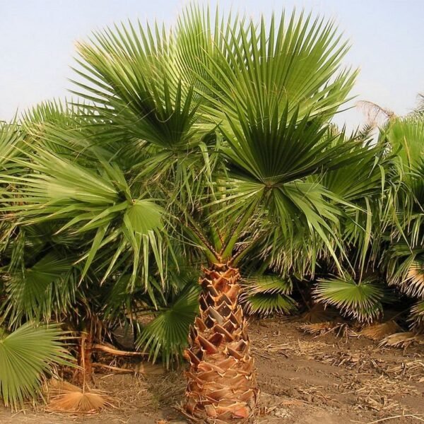 Washingtonia