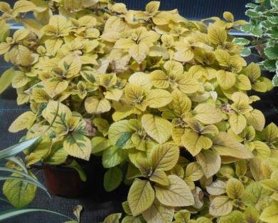 Alternative view of Falso dolar Variegado