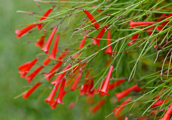 Coralito