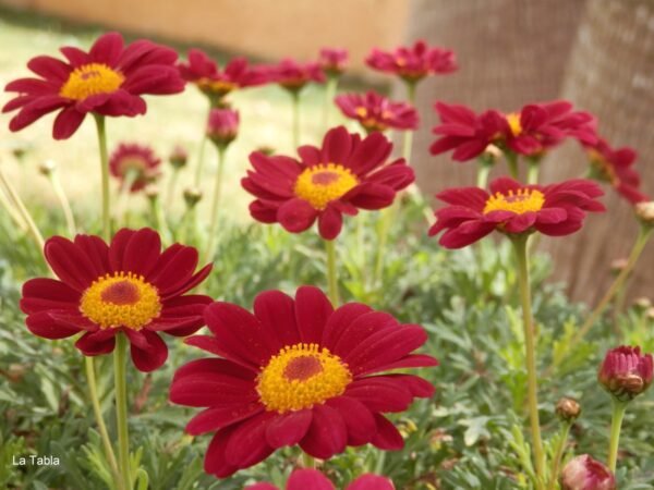 Alternative view of Margarita - Roja