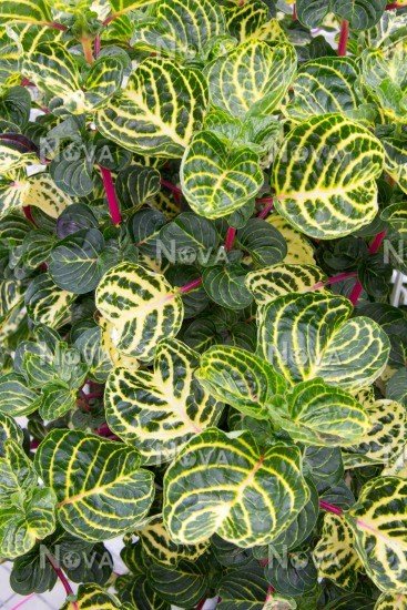 Purpura variegada