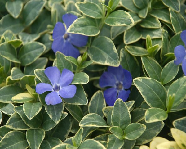 Vinca - Variegada