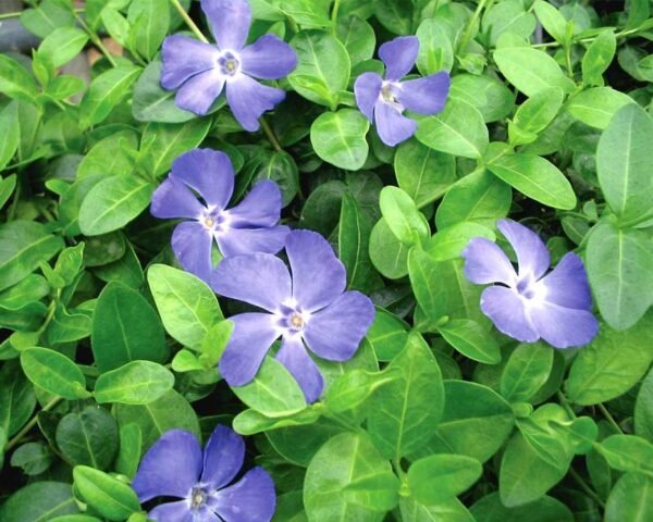 Vinca