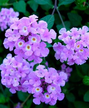 Alternative view of Lantana rastrera lila