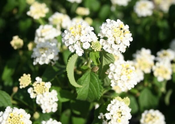 Lantana rastrera – Blanca