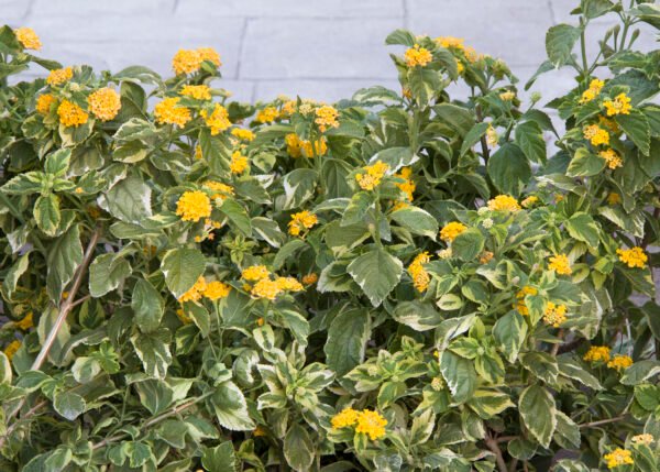 Alternative view of Lantana - Variegada