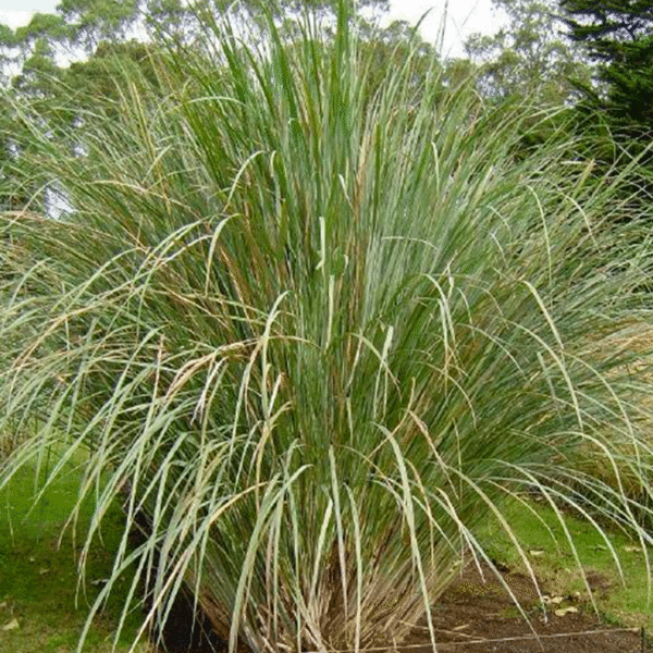 Paspalum haumanii