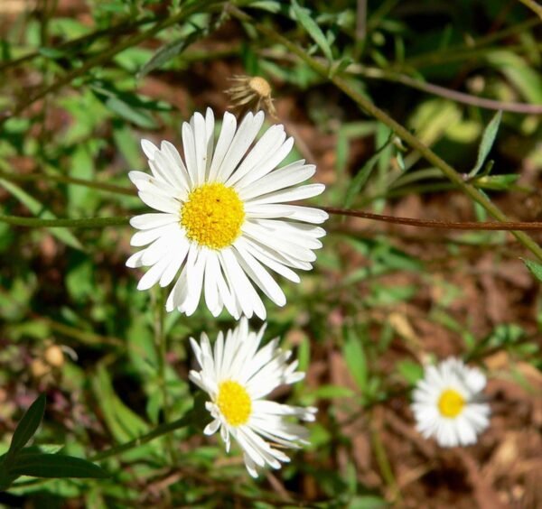 Erigeron