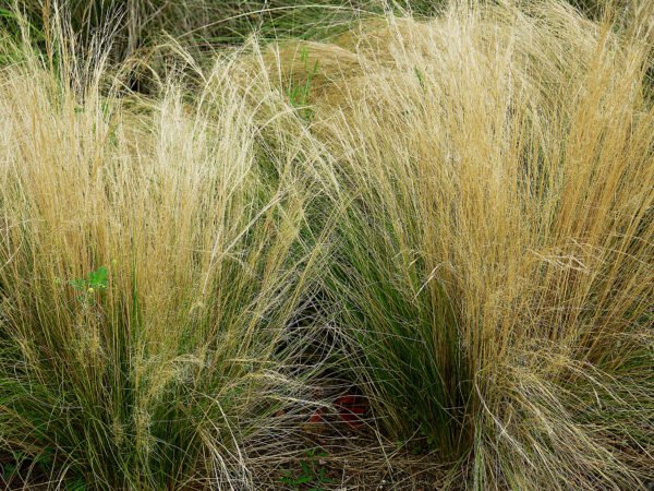 Stipa