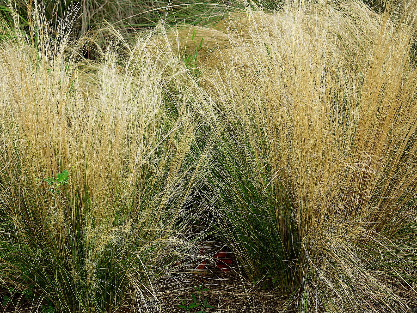 Stipa