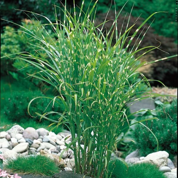 Miscanthus zebrina