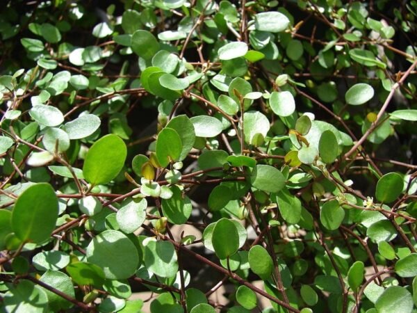 Muehlenbeckia