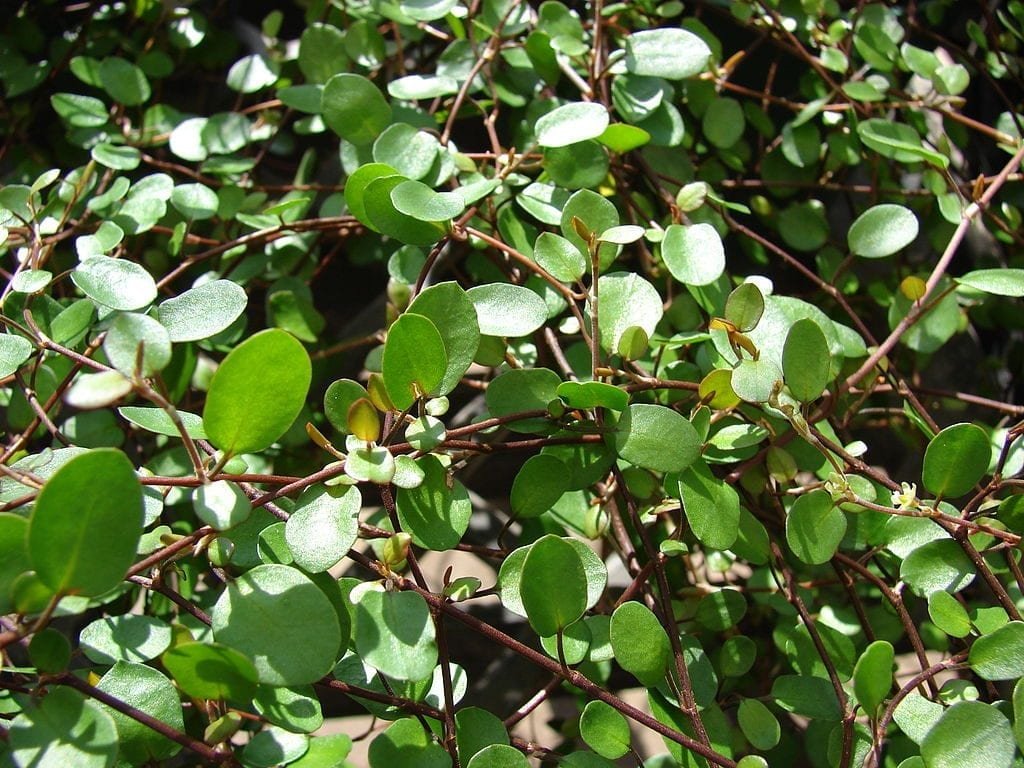 Muehlenbeckia
