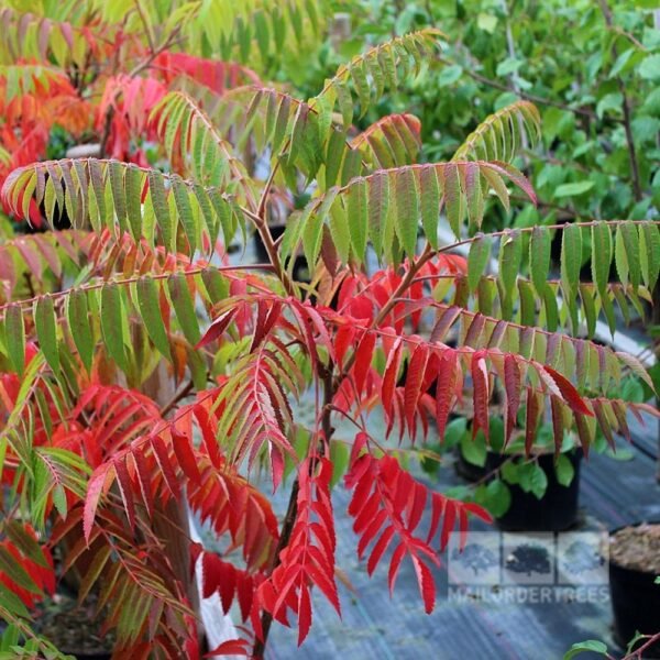 Alternative view of Rhus