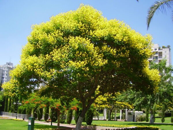 Ibirapita