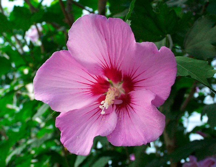 Althea - Mimo - Hibisco