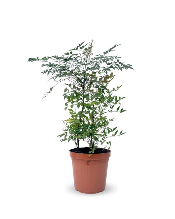 Nandina domestica