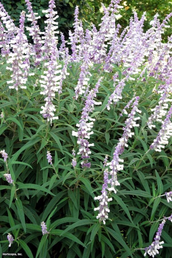 Salvia Greggii Involucrata