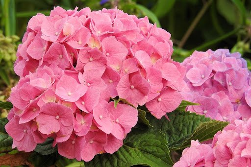 Hortensia - Rosada