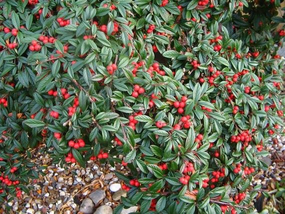 Alternative view of Cotoneaster