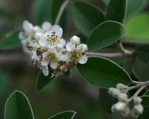Alternative view of Cotoneaster pannosa